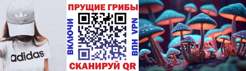 где купить наркоту  Гусиноозёрск  Псилоцибиновые грибы Psilocybe 